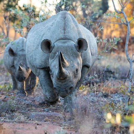 Nedile Lodge Welgevonden Game Reserve Bagian luar foto