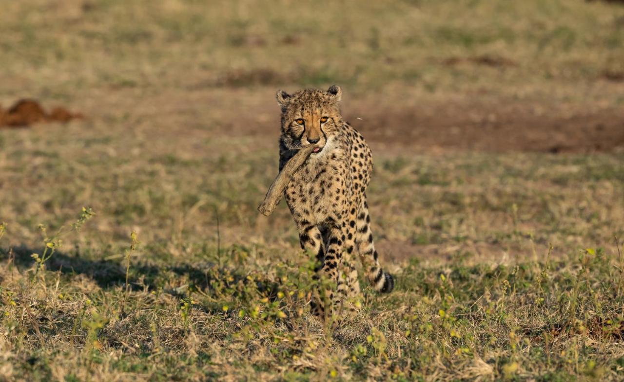 Nedile Lodge Welgevonden Game Reserve Bagian luar foto