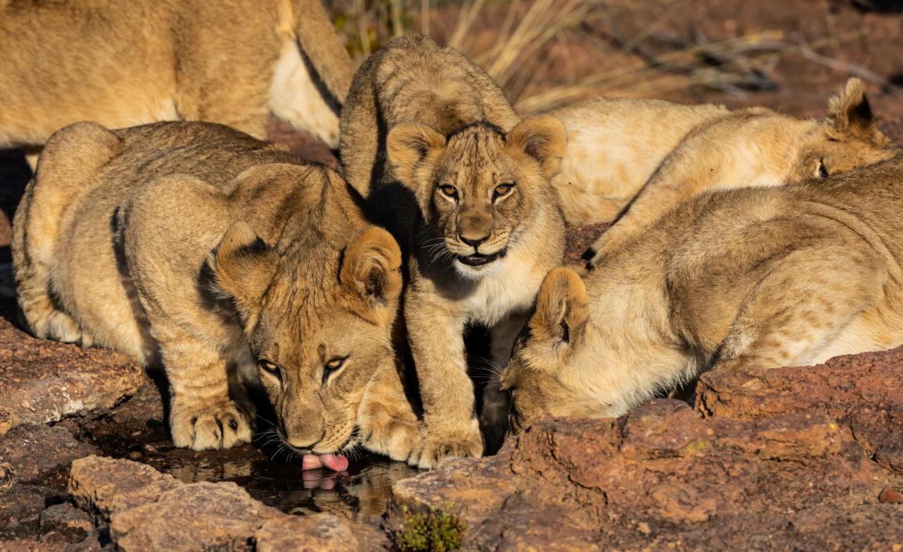 Nedile Lodge Welgevonden Game Reserve Bagian luar foto