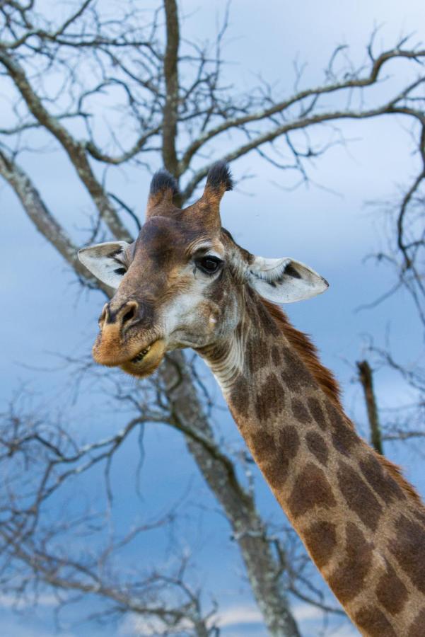 Nedile Lodge Welgevonden Game Reserve Bagian luar foto
