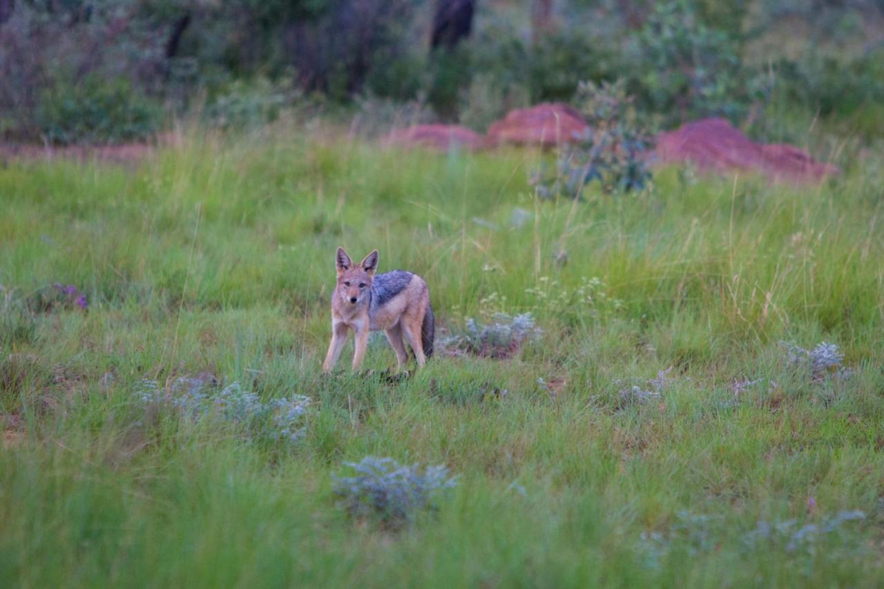 Nedile Lodge Welgevonden Game Reserve Bagian luar foto
