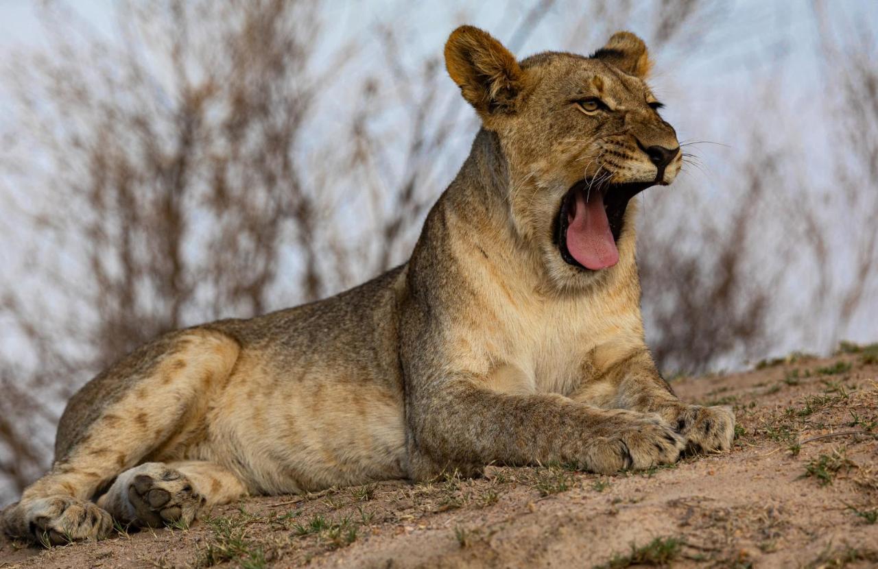 Nedile Lodge Welgevonden Game Reserve Bagian luar foto
