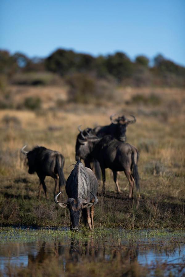 Nedile Lodge Welgevonden Game Reserve Bagian luar foto