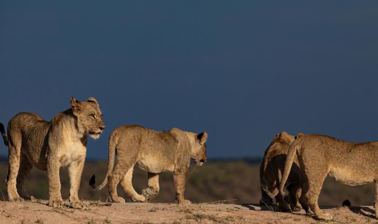 Nedile Lodge Welgevonden Game Reserve Bagian luar foto