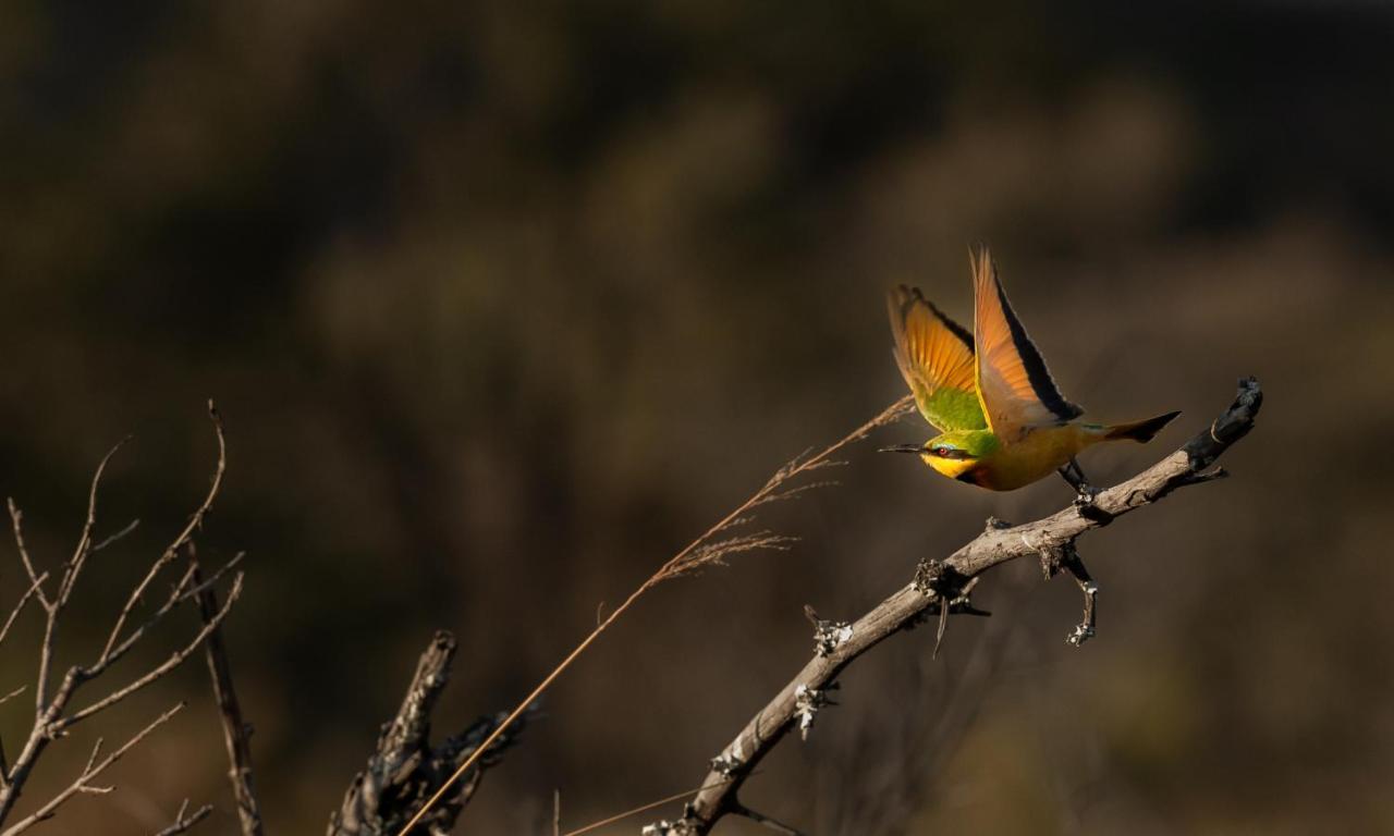 Nedile Lodge Welgevonden Game Reserve Bagian luar foto