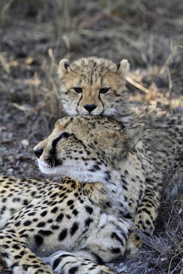 Nedile Lodge Welgevonden Game Reserve Bagian luar foto