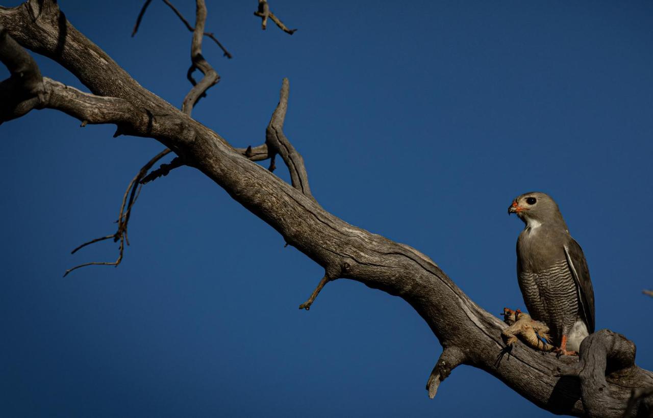 Nedile Lodge Welgevonden Game Reserve Bagian luar foto