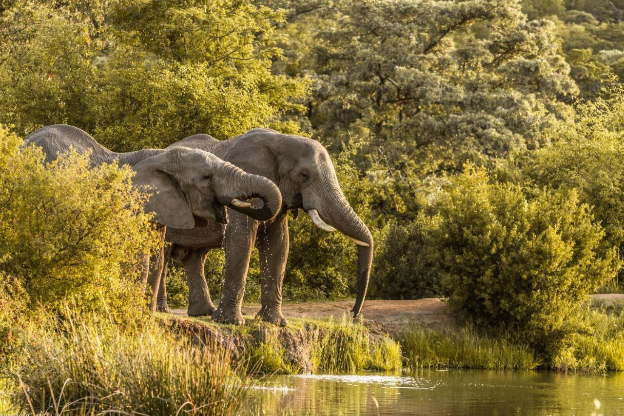 Nedile Lodge Welgevonden Game Reserve Bagian luar foto