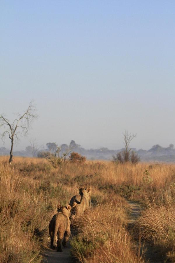 Nedile Lodge Welgevonden Game Reserve Bagian luar foto