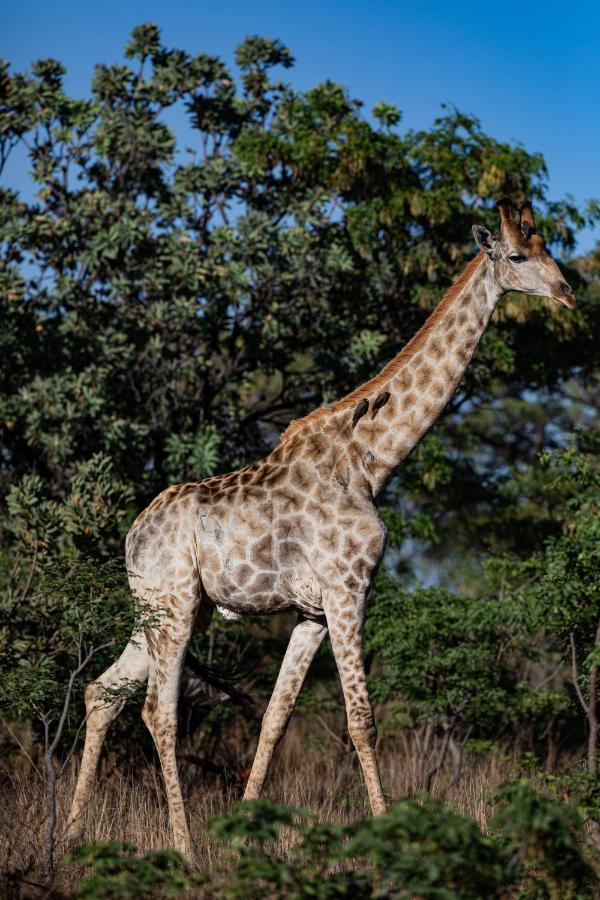 Nedile Lodge Welgevonden Game Reserve Bagian luar foto
