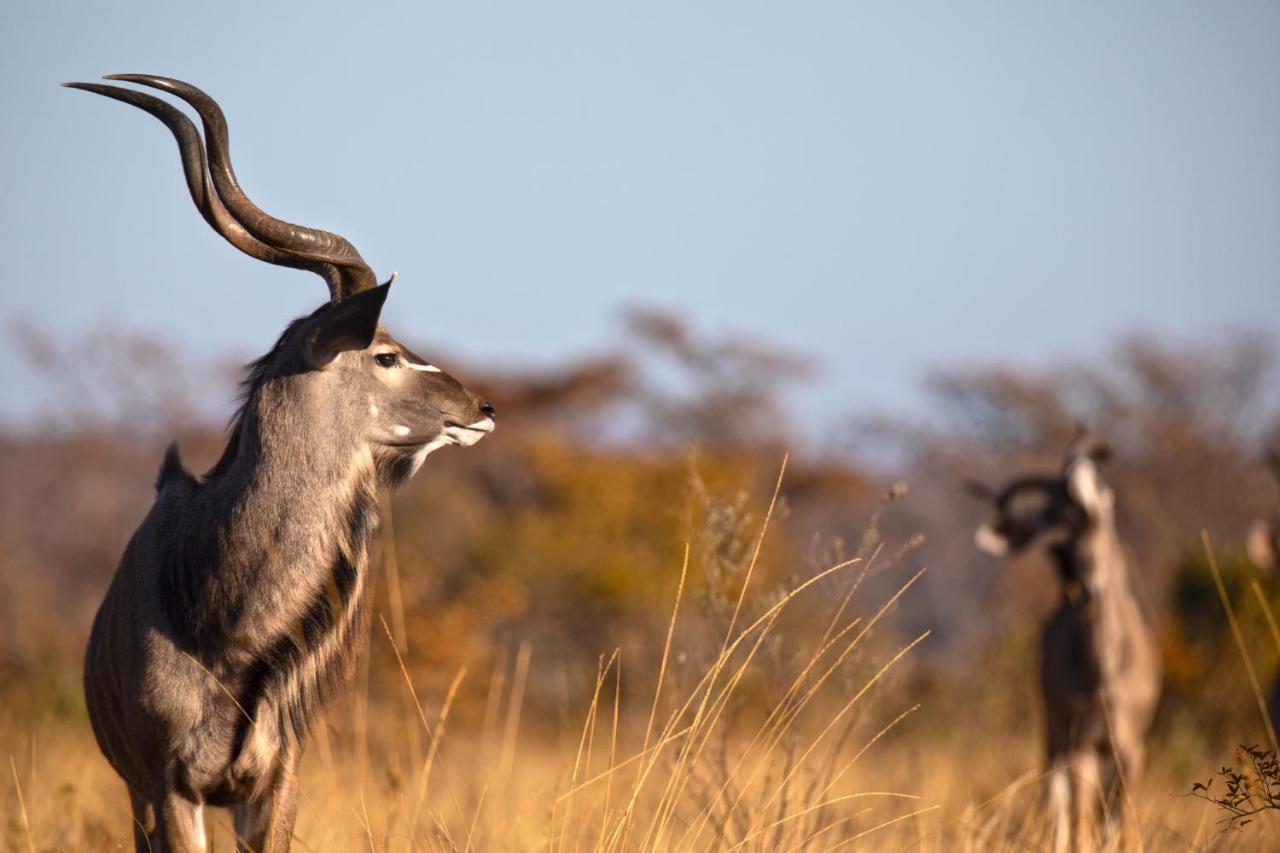 Nedile Lodge Welgevonden Game Reserve Bagian luar foto