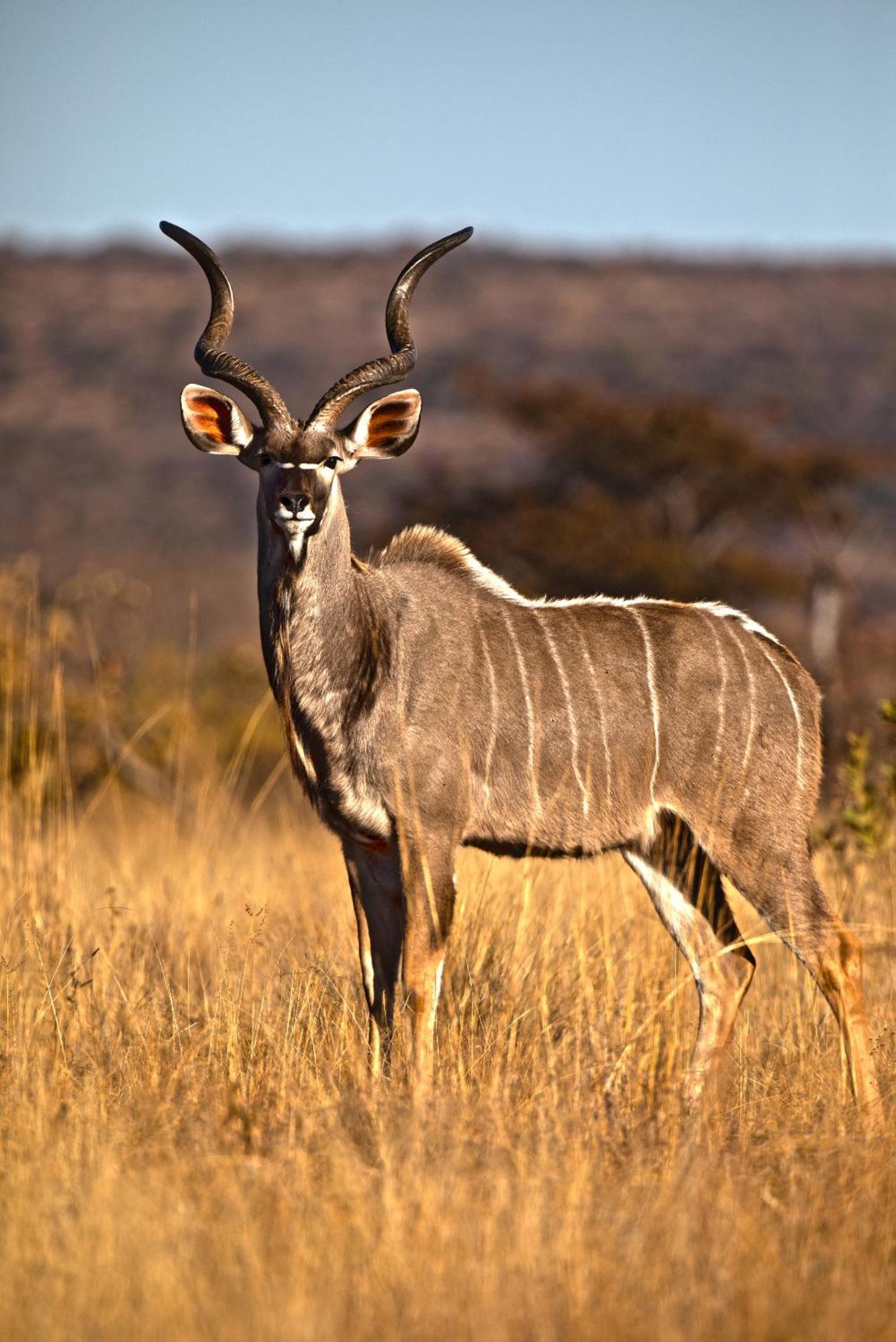 Nedile Lodge Welgevonden Game Reserve Bagian luar foto