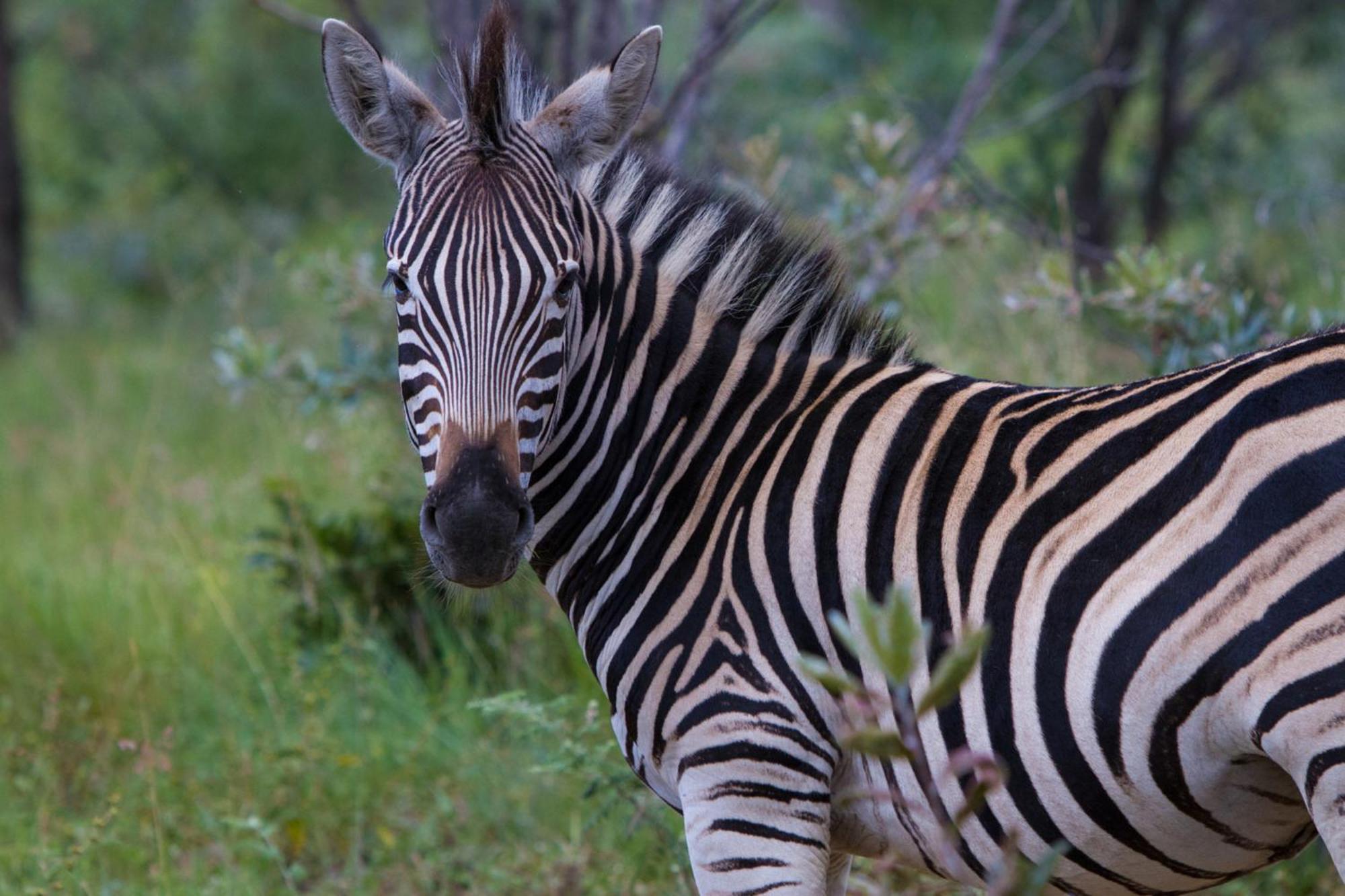Nedile Lodge Welgevonden Game Reserve Bagian luar foto