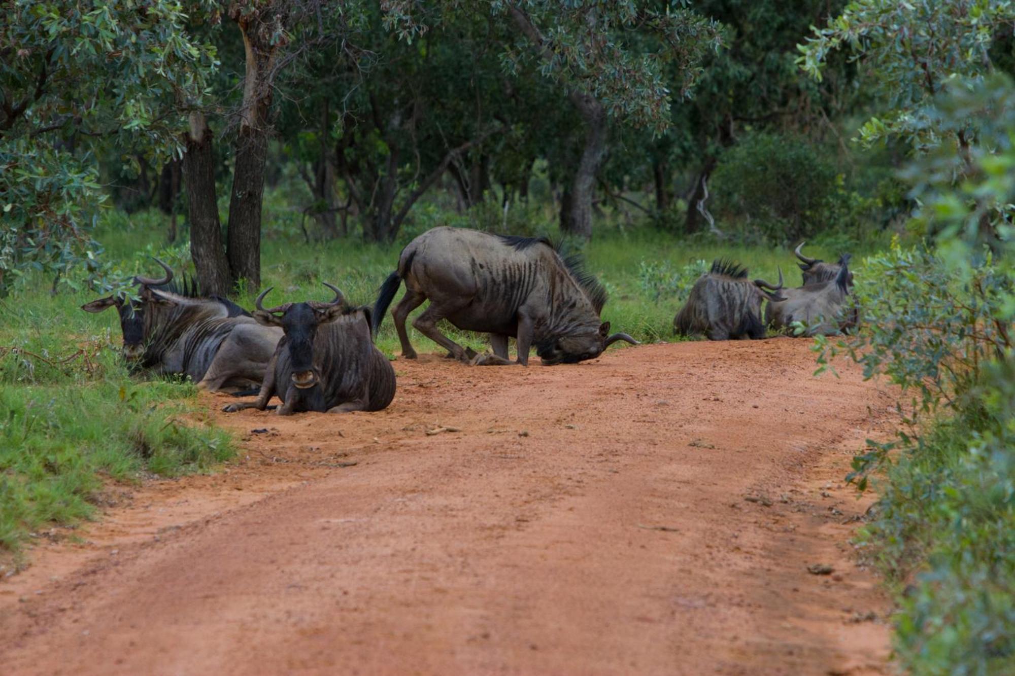Nedile Lodge Welgevonden Game Reserve Bagian luar foto