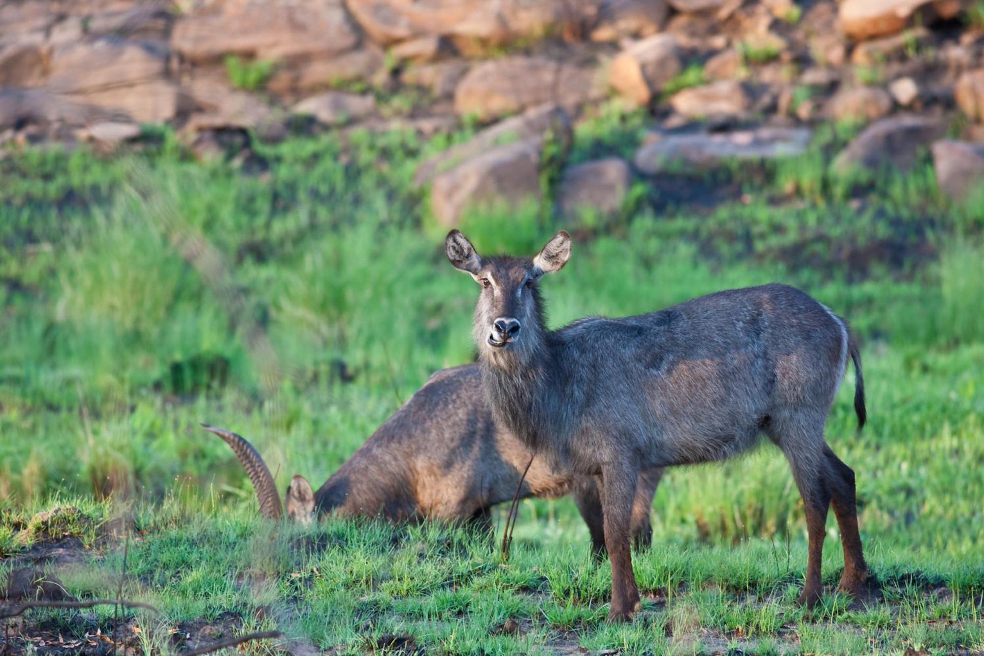 Nedile Lodge Welgevonden Game Reserve Bagian luar foto
