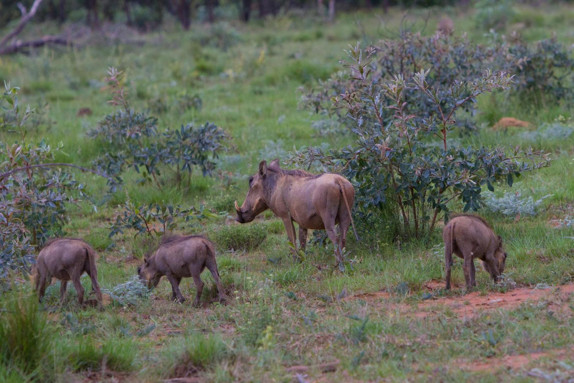 Nedile Lodge Welgevonden Game Reserve Bagian luar foto