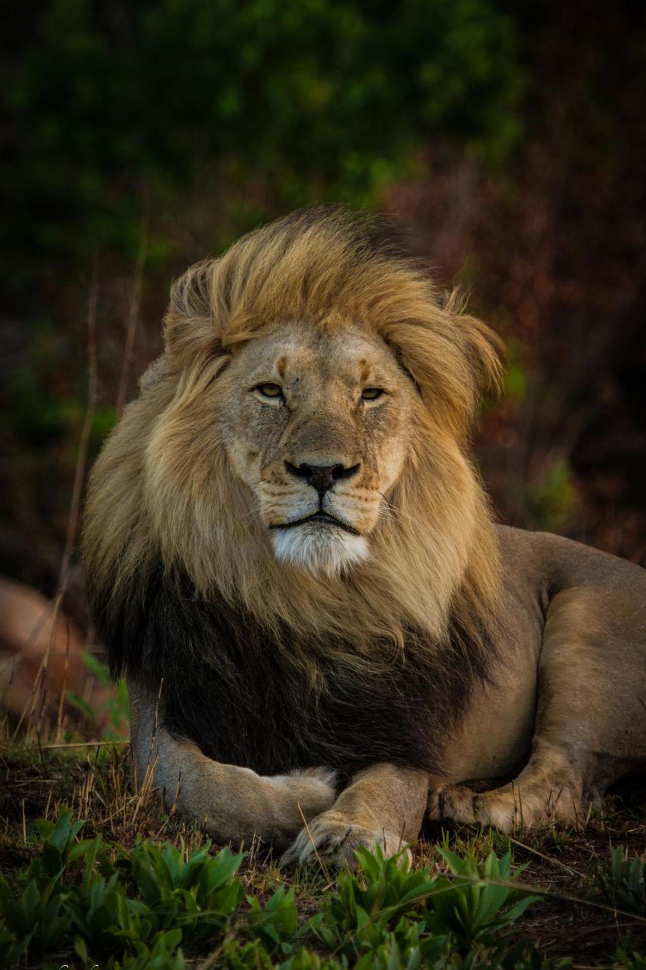 Nedile Lodge Welgevonden Game Reserve Bagian luar foto