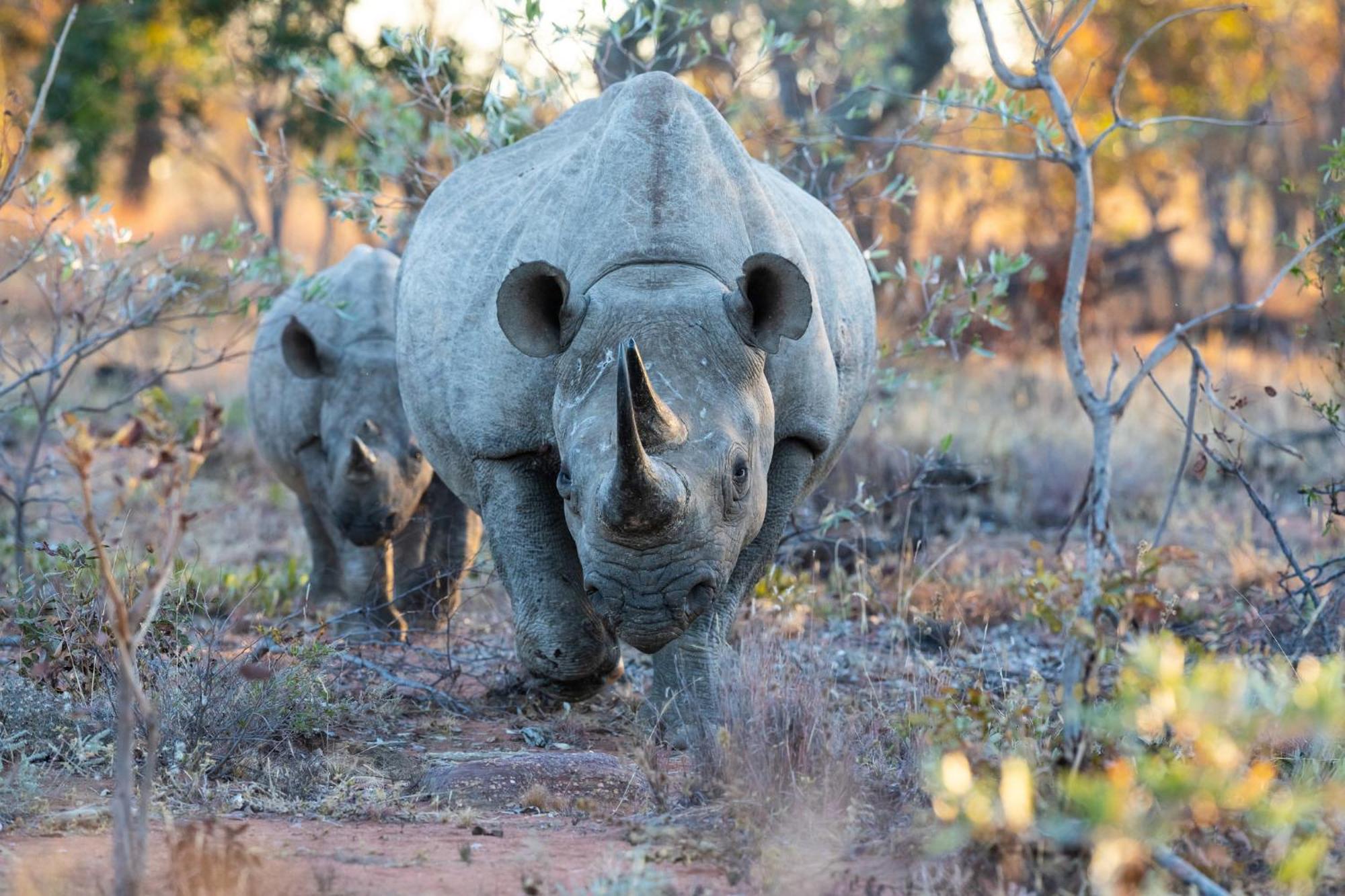 Nedile Lodge Welgevonden Game Reserve Bagian luar foto